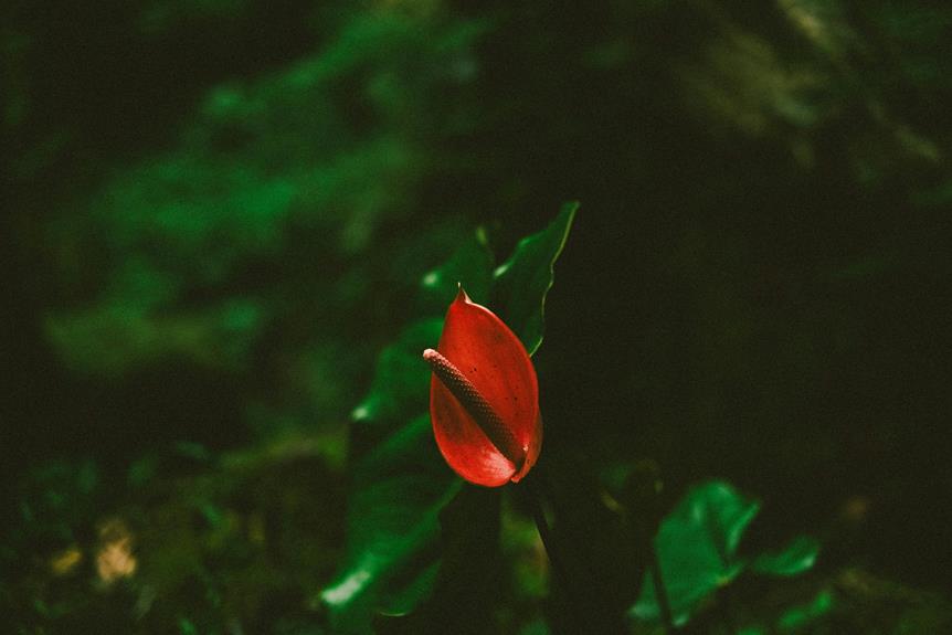 planta jiboia significado e cuidados
