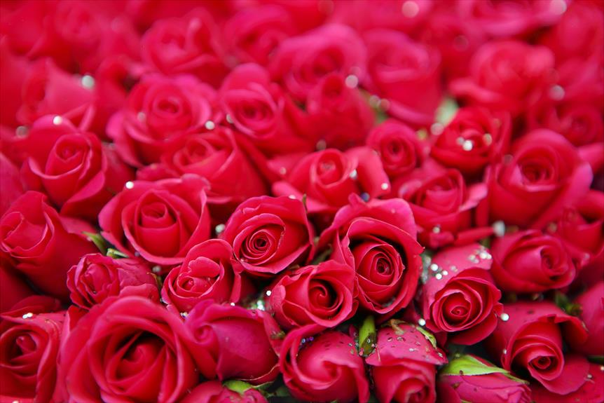 significado das rosas amarelas