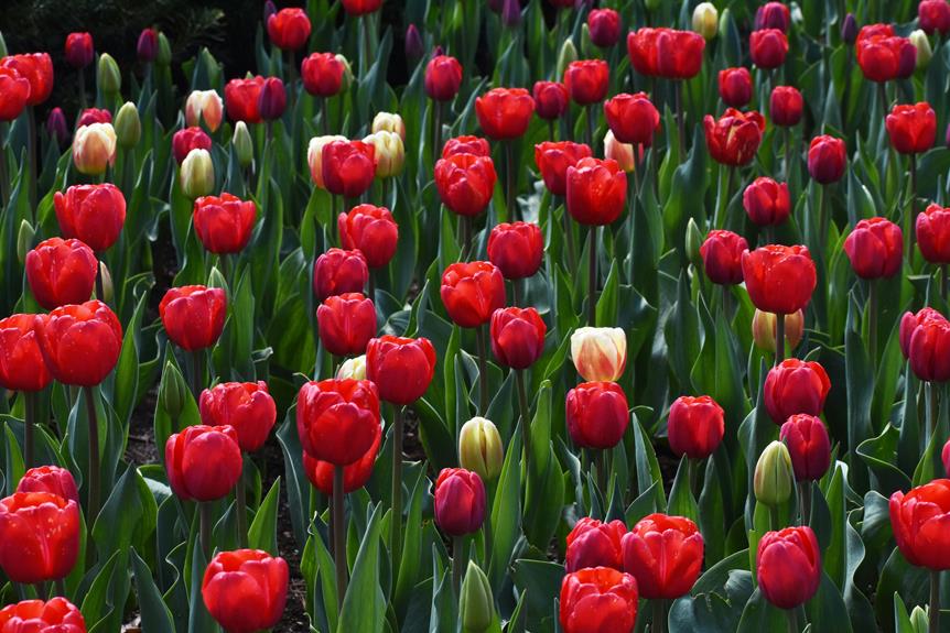 significado espiritual de tulipas