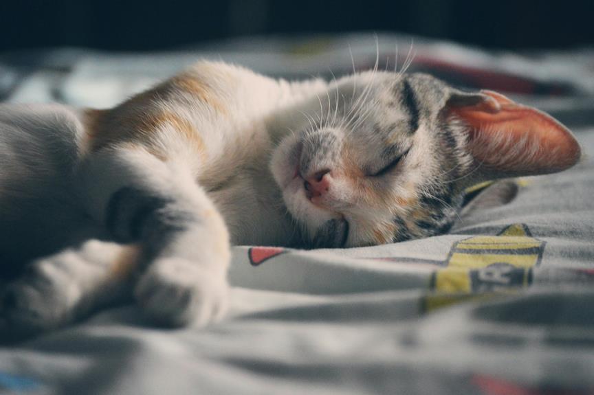 sonho com gatinho significado