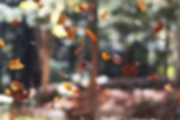 Picsum ID: 776