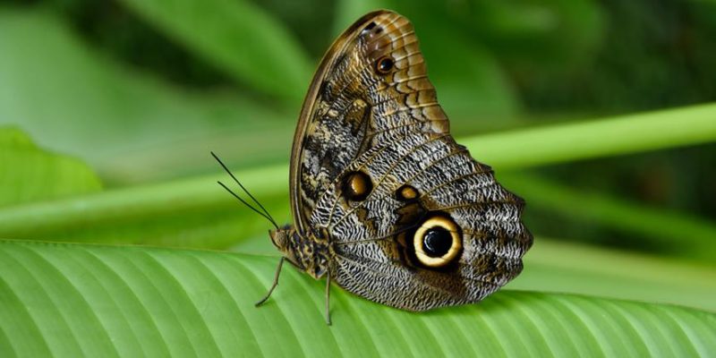 Borboleta Coruja Significado Espiritual