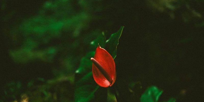 Significado da Planta Jiboia